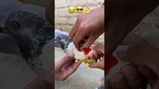 pigeon kabbotar birds kabotrlover love pigeonpigeon funny kabootsar punjabisong [upl. by Aittam275]