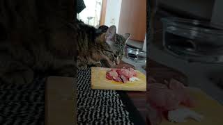 Cat eating expensive Wagyu Beef cateating cats catlover cute [upl. by Aseek977]