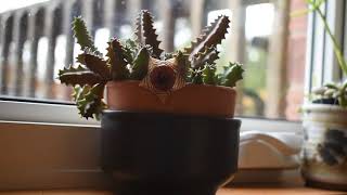 How I take care of succulent Huernia zebrina [upl. by Perrie]