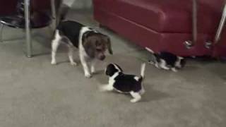 Pocket Beagle Puppies  5wks Playing with their Daddy [upl. by Howe]