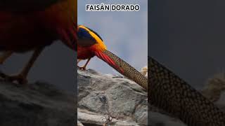 Faisán Dorado [upl. by Belda]