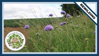 The Value to Wildlife of Devilsbit Scabious [upl. by Nehgem]