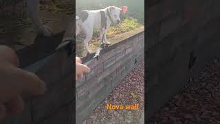 Walking Nova and wall games pittsburgh americanbully pitbullblue dogbreed pitbulldogz [upl. by Ailahs]