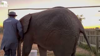 Baby Elephant Khanyisa Escapes the Homestead to Visit Her Old Orphanage [upl. by Enaenaj]