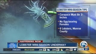 Lobster miniseason is underway in South Florida [upl. by Hgierb]