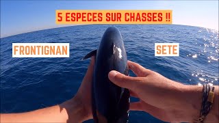 5 ESPÈCES sur CHASSES entre SÈTE et FRONTIGNAN [upl. by Atiuqihc821]