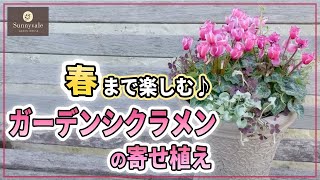 【この秋絶対作ろう‼︎】ガーデンシクラメンを楽しみ尽くす方法をご紹介します♪【初心者向け】【ガーデニング】【園芸チャンネル】 [upl. by Pachton]