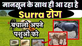 बारिश के साथ ही आ रहा है सर्रा रोग Surra in Cattle 😱 बचालो 😇 surra disease in cattle Buffalo [upl. by Adikram]