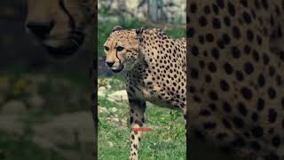 Fastest members of felidae family felidaebigcatslionjaguarscheetahfastestanimal [upl. by Bough]