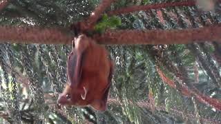 ShortNosed Fruit Bat [upl. by Ilohcin609]