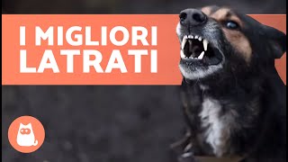 I migliori VIDEO di CANI CHE ABBAIANO 🐶🐾 LATRATI DI CANI Arrabbiati Felici e Divertenti [upl. by Eivi]