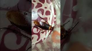 Cockroach video  Arsola video  Telapoka video  2024 [upl. by Hcardahs]