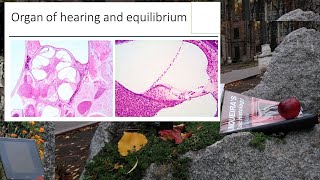 18Organ of hearing and equilibrium Histology lecture [upl. by Nylrad]