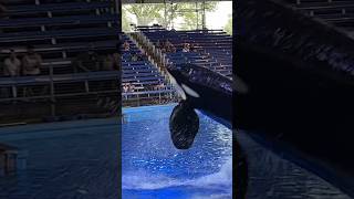 BIG SHAMU Killer Whales Spectacular Tricks [upl. by Ytinirt699]