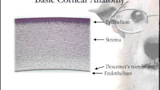 Corneal Anatomy [upl. by Annij]