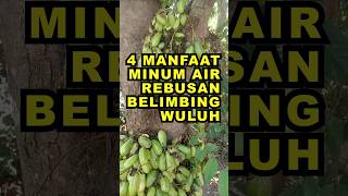 4 Manfaat Minum Air Rebusan Belimbing Wuluh Yang Jarang Diketahui ekoazis [upl. by Salim128]