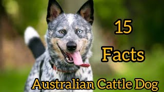 Australian Cattle Dog  Interesting And Amazing Facts Top15FactsCattle Dog [upl. by Kessler]