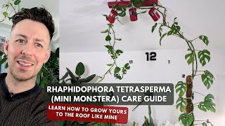 Mini Monstera Rhaphidophora tetrasperma Care Guide and Growing Tips [upl. by Gyatt]