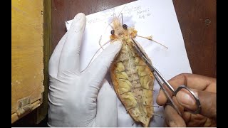 Dissect and display the nervous system of prawn [upl. by Iaka]