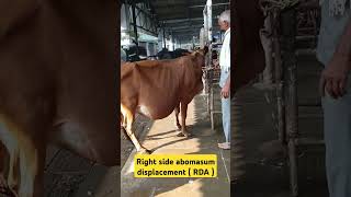 Right displacement of abomasum  RDA  Vagal indigestion vet [upl. by Reviere]