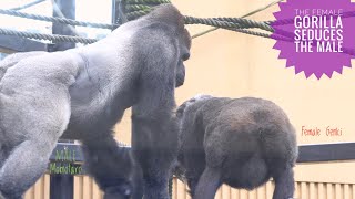 Female Gorilla Asking Male To Mate  Kyoto Zoo [upl. by Akinar445]