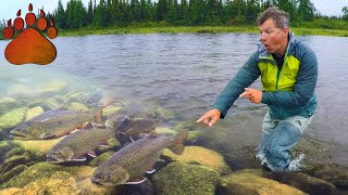 Discover the Incredible Creature Power of the Brook Trout in the Taiga Region [upl. by Ettenot]