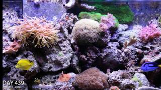 Reef Aguarium 2 year time lapse video in HD [upl. by Lennej]