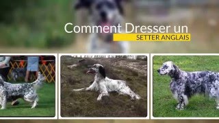 Comment dresser son Setter Anglais  Cours livre [upl. by Hoj]