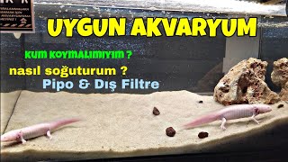 AXOLOTL AKVARYUMU NASIL OLMALI  AXOLOTL İÇİN UYGUN AKVARYUM KOŞULLARI [upl. by Aldwin]