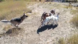 German Shepherd Mix Herds Goats Instinctively [upl. by Naesad]