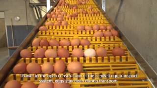 EN FlexBelt® egg transport system [upl. by Rivy]