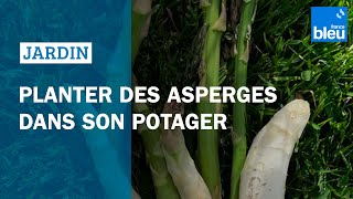 Planter des asperges dans son potager  les conseils de Roland Motte [upl. by Ynohtna]