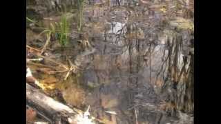 LiquidityThe Value of Wetlands DOCUMENTARY [upl. by Axel730]