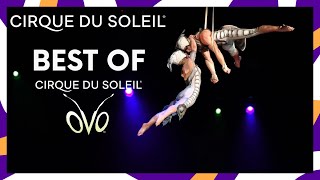 The Best of Water Acts  Cirque du Soleil [upl. by Ahseetal]