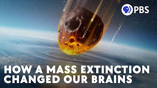 How a Mass Extinction Changed Our Brains [upl. by Clary]