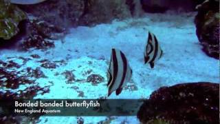 Butterflyfish in the Giant Ocean Tank [upl. by Eeresid397]