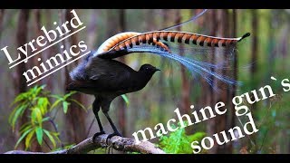 Lyrebird mimics  machine gun sound [upl. by Atnohs]