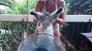 Funny Maine coon Cat Hélios Fan air PleaseIam Hot [upl. by Nirroc]