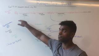 Respiratory Burst amp CGD USMLE MADE EASY [upl. by Ynna]