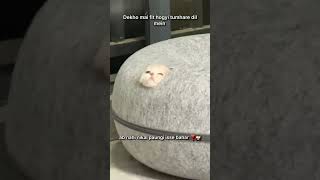 kittey cat funny kittty catcat cute kitti cuteanimal viralvideo viralshorts viralreels [upl. by Oigres937]