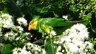 Meyers Lorikeet [upl. by Ia]