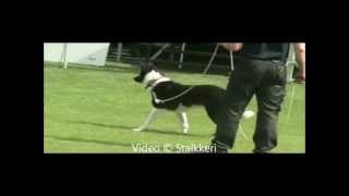 Karelian Bear Dog  1080p [upl. by Tertia]