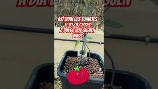 Prueba de tomates hidropónicos en sustrato inerte hidroponiaespañahidroponia hidroponik [upl. by Leuams874]