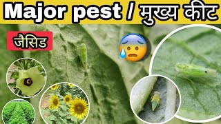 हरा तेला कीट jassid  Major cottonokra pest  identification and control  by PC Verma [upl. by Adnamal]