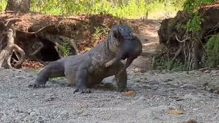 Komodo dragon predation コモドドラゴン捕食 科莫多巨蜥捕食 [upl. by Kingsley]