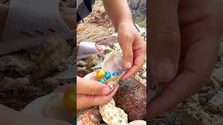 The process of collecting expensive colorful pearls from oysters [upl. by Alleber194]