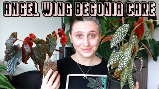 how to grow real wings secret revealed no spell grow wings in 3 weeks [upl. by Schouten]