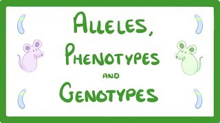 GCSE Biology  DNA Part 2  Alleles  Dominant  Heterozygous  Phenotypes and more 64 [upl. by Seerdi]