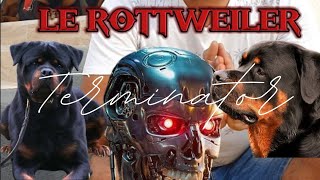 LE ROTTWEILER 🦾⚡ fiche de race  تعريف سلالة الروت وايلر🔥 [upl. by Gerrard]