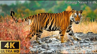 Animals Of The World 4K Asian tiger   Scenic Wildlife Film With Calming Music [upl. by Ikcim517]